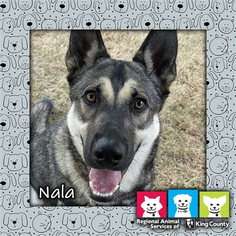 nala nova|Pets of the Week: Nala, Nova and Gary